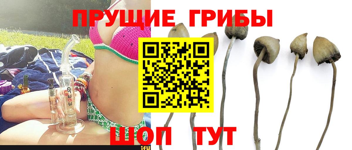 Псилоцибиновые грибы Psilocybe  Вход с VPN  Ейск 
